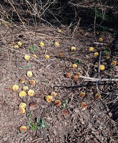 Descripci�n: Descripci�n: D:\flores x localidad\floraxlocalidad\Metropolitana\lampa-santa teresa-08-2020\maclura pommifera (7).jpg