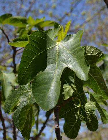 Descripci�n: D:\JM-disco duro\Vasculares x familia-todas\angiospermas-fotos-icon-textos\MORACEAE\Ficus carica  Vicu�a  INIA   FJMB (1).JPG