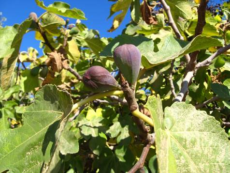 Descripci�n: D:\JM-disco duro\Vasculares x familia-todas\angiospermas-fotos-icon-textos\MORACEAE\Ficus carica  FJA (1).jpg