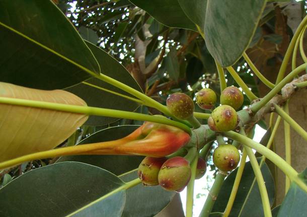 Descripci�n: Descripci�n: D:\JM-disco duro\Vasculares x familia-todas\FOTOS\FOTOS  CARPETAS DISCO ORIGINAL (SIN ORDEN)\MORACEAE  DCJMB543\Ficus  macrophylla   FSB.jpg