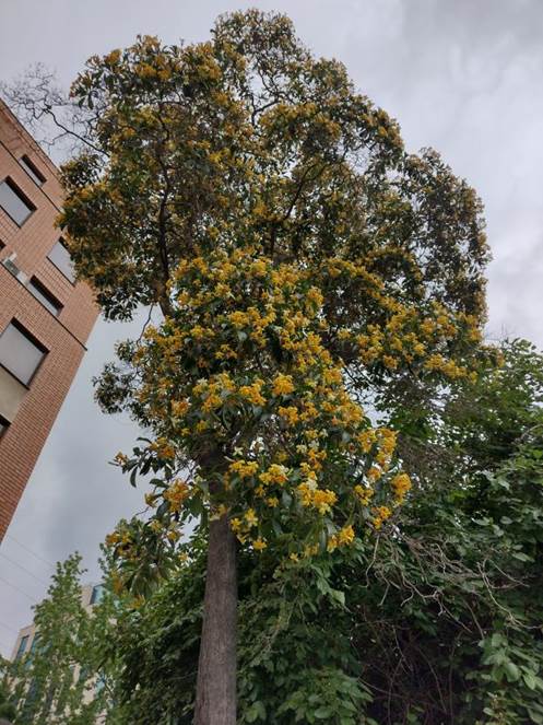 Descripci�n: D:\PUBLIC\trabajandolos\Enciclopedia exoticas\Pittosporaceae ST\hyjmeosporum flavum rl (2).jpg