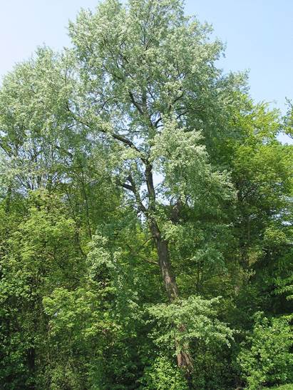 Descripci�n: Descripci�n: https://upload.wikimedia.org/wikipedia/commons/thumb/f/fa/Populus_canescens_-_Meise_070429.JPG/800px-Populus_canescens_-_Meise_070429.JPG