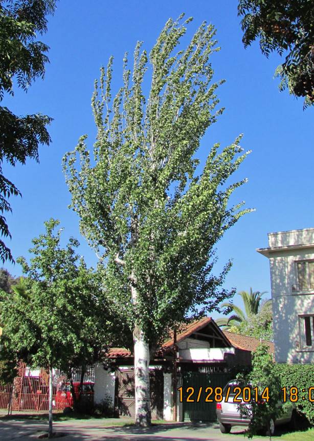 Descripci�n: D:\JM-disco duro\Vasculares x familia-todas\angiospermas-fotos-icon-textos\SALICACEAE  NATIVAS  Y  EXOTICAS\Populus alba  L.  San Cristobal por Pedro de Valdivia 27  Dic.  2014.JPG