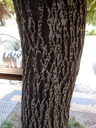 Descripci�n: D:\flores x genero\Ornamentales varias\Ornamentales\Populus alba (2).jpg