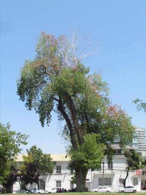 Descripci�n: Descripci�n: D:\flores x genero\Ornamentales varias\Ornamentales\populus deltoides (2).JPG