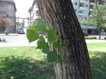 Descripci�n: Descripci�n: D:\flores x genero\Ornamentales varias\Ornamentales\populus deltoides (1).JPG