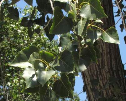 Descripci�n: Descripci�n: D:\flores x genero\Ornamentales varias\Ornamentales\populus deltoides (11).JPG