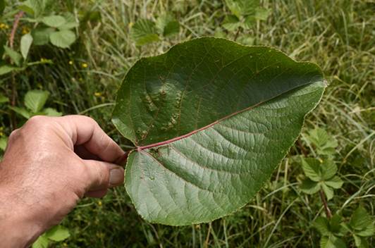 Descripci�n: D:\PUBLIC\trabajandolos\chloris chilensis pdf-enciclopedia\Fichas enciclopedicas\Salicaceae MTS\rev st\Populus lasiocarpa rev st_archivos\image003.jpg