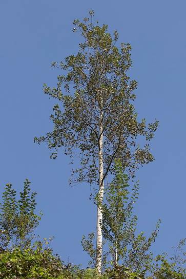 Descripci�n: Descripci�n: Populus tremula - Eurasian Aspen, Giresun 2016 01-2.jpg