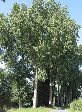 Descripci�n: Populier Populus canadensis.jpg