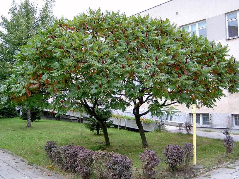 Descripci�n: https://upload.wikimedia.org/wikipedia/commons/2/2a/Brosen_rhus_typhina3.jpg