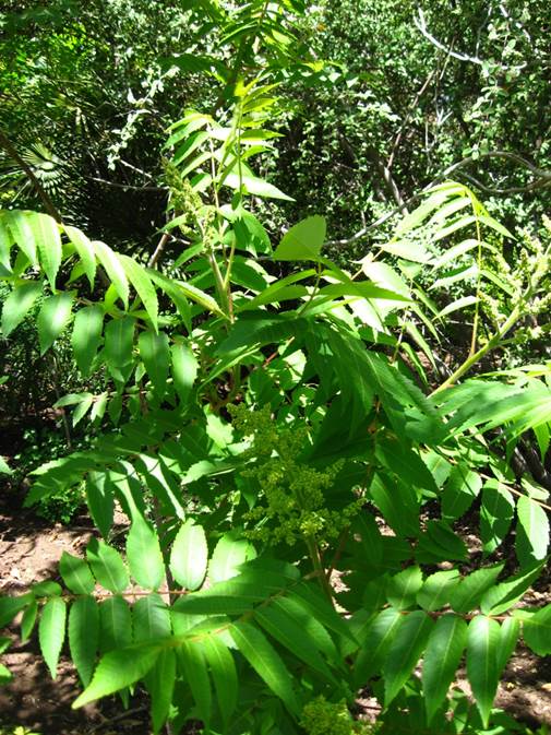 Descripci�n: F:\ANACARDIACEA  NATIVAS  Y  EXOTICAS\Rhus tiphyna  Vivero Pullally  FJA (2).jpg