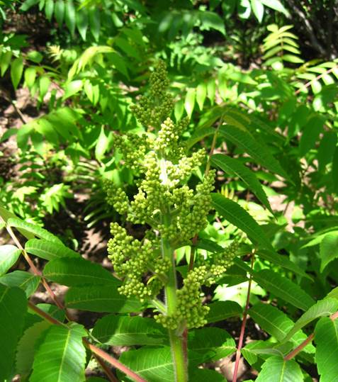 Descripci�n: F:\ANACARDIACEA  NATIVAS  Y  EXOTICAS\Rhus tiphyna  Vivero Pullally  FJA (1).jpg