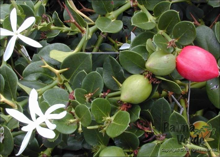 Descripci�n: Descripci�n: https://jardinessinfronteras.files.wordpress.com/2020/08/carissa-grandiflora-_natalpruim.jpg?w=871&h=