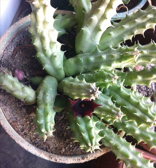 Descripción: D:\flores x genero\Ornamentales varias\Ornamentales\Angio Dic-D-K\Huernia macrocarpa jds 00.jpg