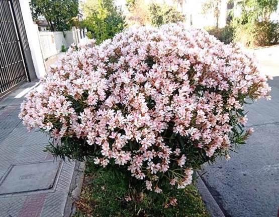 Descripci�n: Descripci�n: D:\flores x genero\Ornamentales varias\Ornamentales\Angio Dicots L-Z\Nerium\Nerium oleander (9).jpg