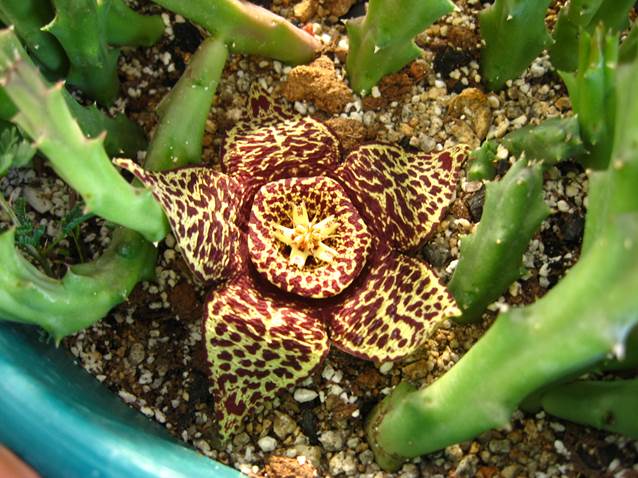 Descripci�n: D:\PUBLIC\trabajandolos\Enciclopedia exoticas\apocynaceae-JD\Fotos JMB y Jaime Acevedo\Stapelia variegata FJA (3).JPG