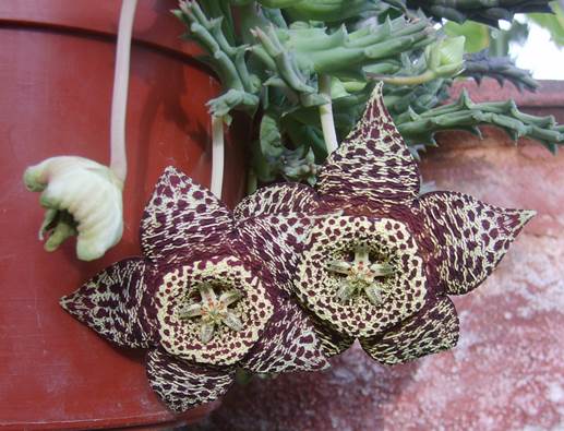Descripci�n: D:\PUBLIC\trabajandolos\Enciclopedia exoticas\apocynaceae-JD\Fotos JMB y Jaime Acevedo\Stapelia variegata  FJA.JPG