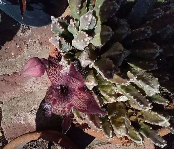 Descripci�n: Descripci�n: D:\flores x genero\Ornamentales varias\Ornamentales\Angio Dicots L-Z\Stapelia sl\stapelia grandiflora (4).jpg