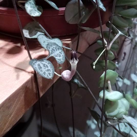 Descripción: Descripción: D:\flores x genero\Ornamentales varias\Ornamentales\Angio-Dic-A-c\Ceropegia\ceropegia.jpg
