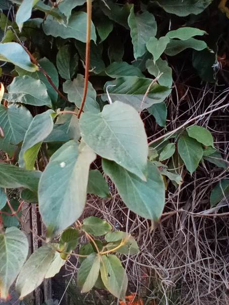 Descripci�n: Descripci�n: D:\flores x genero\Ornamentales varias\Ornamentales\Angio Dicots L-Z\Mandevilla\Mandevilla laxa (1).jpg