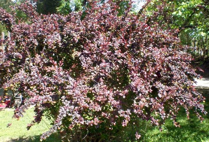 Descripci�n: Berberis thunbergii o Agracejo rojo | Cuidados