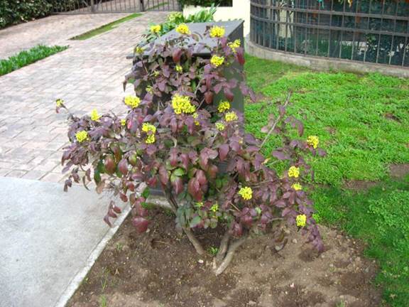 Descripci�n: F:\JM-disco duro\Vasculares x familia-todas\angiospermas-fotos-icon-textos\BERBERIDACEAE  CHILE  Y  EXOTICAS\Mahonia aquifolium  FJA (2).JPG