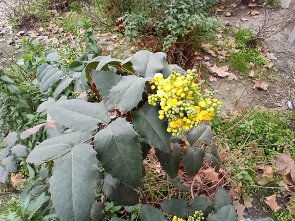 Descripci�n: D:\flores x genero\Ornamentales varias\Ornamentales\Angio Dicots\Mahonia aquifolia (4).jpg