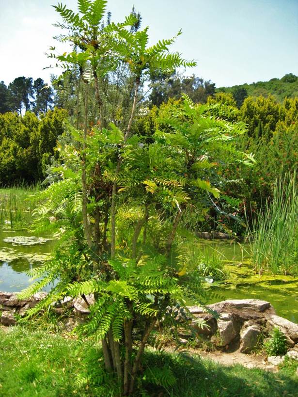 Descripci�n: F:\JM-disco duro\Vasculares x familia-todas\angiospermas-fotos-icon-textos\BERBERIDACEAE  CHILE  Y  EXOTICAS\Mahonia lomarifolia   FJA (1).JPG