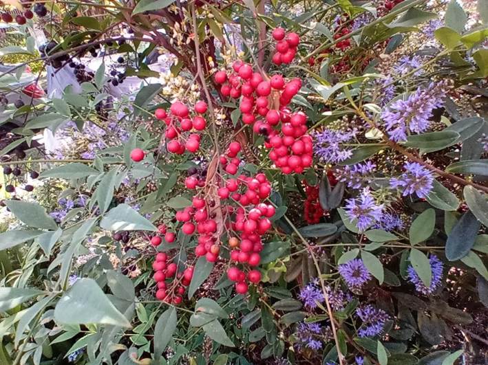 Descripci�n: Descripci�n: D:\flores x genero\Ornamentales varias\Ornamentales\Angio Dicots\Nandina domestica (18).jpg