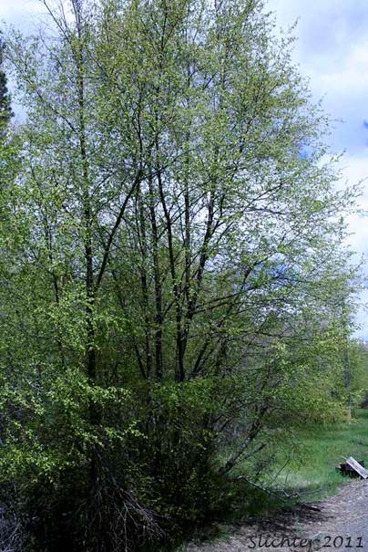 Descripci�n: Sitka Alder, Wavy-leaved Alder: Alnus viridis ssp. sinuata (Synonyms: Alnus alnobetula, Alnus crispa ssp. laciniata, Alnus crispa ssp. sinuata, Alnus sinuata, Alnus sitchensis, Alnus viridis var. sinuata, Duschekia sinuata