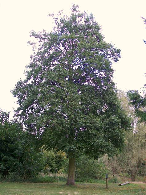 Descripci�n: Descripci�n: Descripci�n: https://upload.wikimedia.org/wikipedia/commons/9/9c/Alnus_cordata_alder_tree.jpg