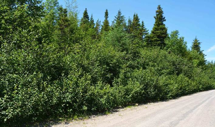 Descripci�n: Descripci�n: Descripci�n: https://newfoundland-labradorflora.ca/flora/assets/uploads/Original/765_1_Betulaceae_Alnus-alnobetula-crispa_sjm0434_July20-18_17_12_2018_10_35_08.jpg