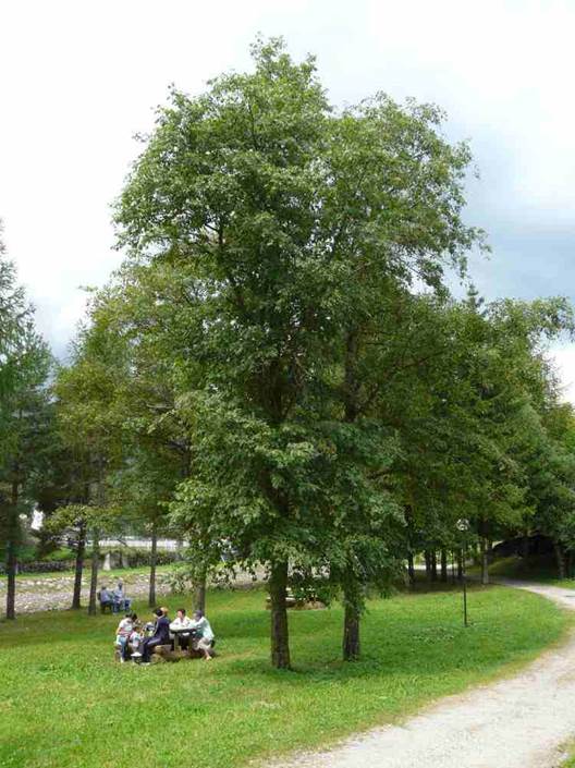 Descripci�n: Descripci�n: Descripci�n: https://2.bp.blogspot.com/-ZziHIk7kvwQ/UZCGdFY_ASI/AAAAAAAAASk/EkChD3rUQO0/s1600/Alnus+incana+-+Grey+Alder+01.jpg