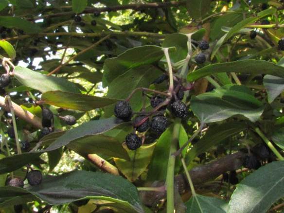 Descripci�n: Descripci�n: Descripci�n: D:\JM-disco duro\Vasculares x familia-todas\angiospermas-fotos-icon-textos\BETULACEAE\Alnus incana  Neltume 5 al 14 de Febrero del 2012   Foto Seba   (2).JPG