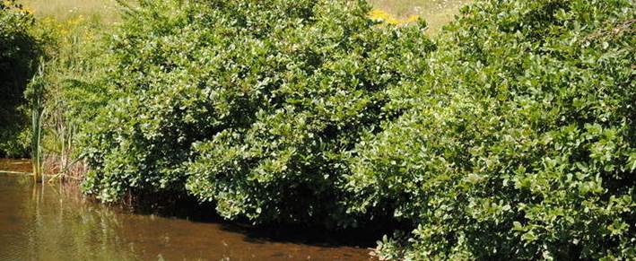 Descripci�n: Hazel Alder, Smooth Alder, Tag Alder, Swamp Alder Alnus serrulata