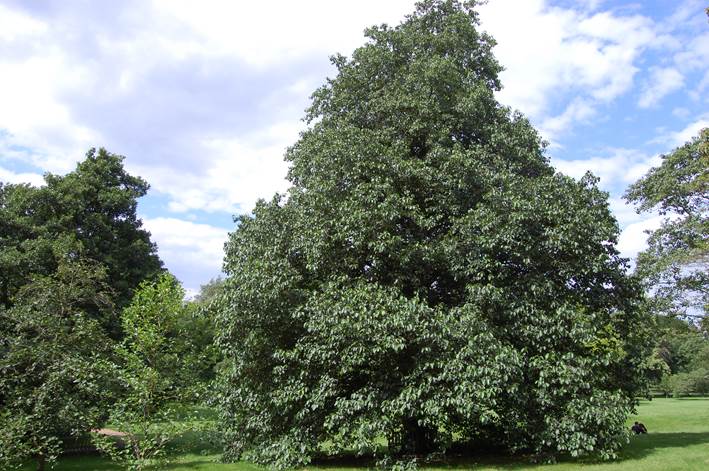 Descripci�n: https://davisla3.files.wordpress.com/2012/08/alnus-subcordata.jpg