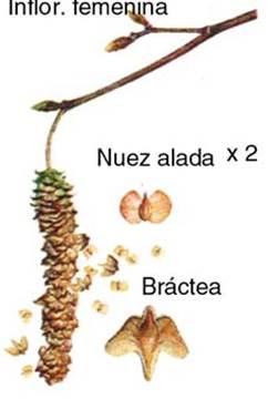 Descripci�n: Descripci�n: Descripci�n: betula