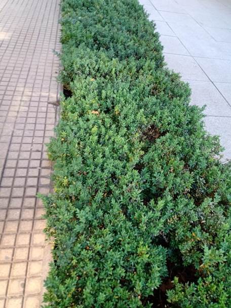 Descripci�n: D:\flores x genero\Ornamentales varias\Ornamentales\buxus sempervirens (1).jpg