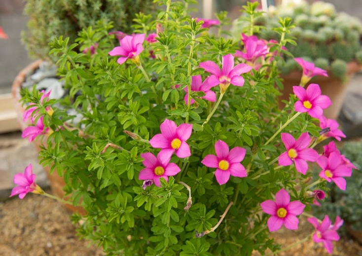 Descripci�n: Oxalis hirta (Tropical Woodsorrel)