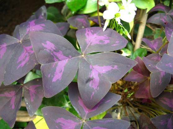 Descripci�n: D:\JM-disco duro\Vasculares x familia-todas\angiospermas-fotos-icon-textos\OXALIDACEAE   NATIVAS  Y  EXOTICAS\Oxalis triangularis (=Oxalis regnelli)  FJA (1).jpg