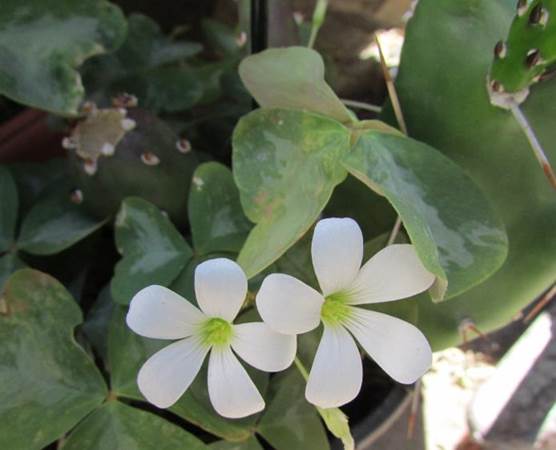 Descripci�n: D:\JM-disco duro\Vasculares x familia-todas\angiospermas-fotos-icon-textos\OXALIDACEAE   NATIVAS  Y  EXOTICAS\Oxalis triangularis A.St.-Hil.  CV. Fanny  Foto Marta Morales  Codegua  Noviembre 2014.JPG