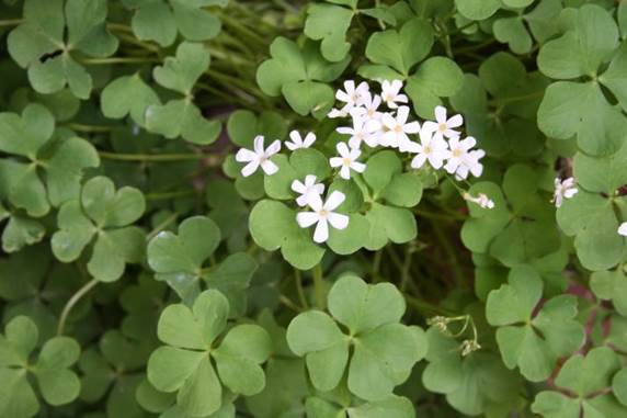 Descripci�n: D:\JM-disco duro\Vasculares x familia-todas\angiospermas-fotos-icon-textos\OXALIDACEAE   NATIVAS  Y  EXOTICAS\Oxalis rubra alba  JMB  (2).jpg