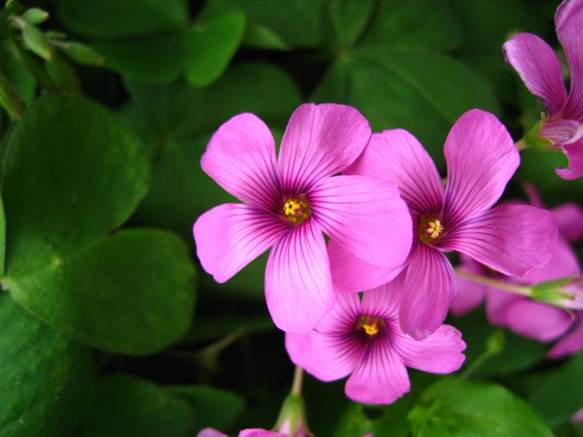 Descripci�n: D:\JM-disco duro\Vasculares x familia-todas\angiospermas-fotos-icon-textos\OXALIDACEAE   NATIVAS  Y  EXOTICAS\Oxalis articulata (5)  FJA.JPG