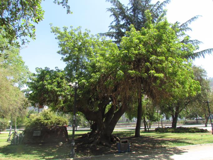 Descripci�n: D:\flores x genero\Ornamentales varias\Ornamentales\flora  ornamental\Phytolacca dioica.JPG