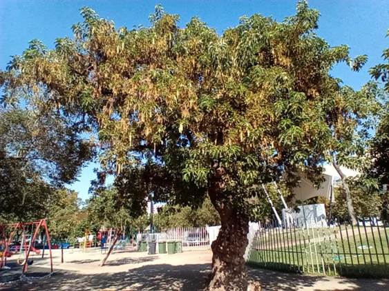 Descripci�n: D:\flores x genero\Ornamentales varias\Ornamentales\flora  ornamental\Phytolacca dioica (5).jpg