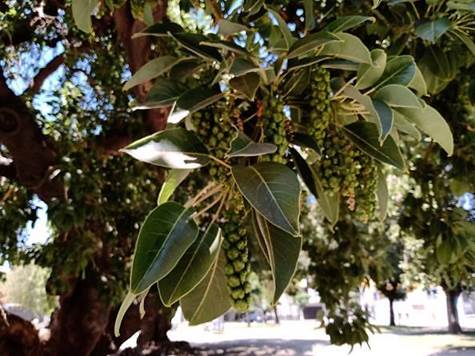 Descripci�n: D:\flores x genero\Ornamentales varias\Ornamentales\flora  ornamental\Phytolacca dioica (1).jpg
