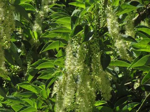 Descripci�n: D:\flores x genero\Ornamentales varias\Ornamentales\flora  ornamental\Phytolacca dioica-masc (2).JPG