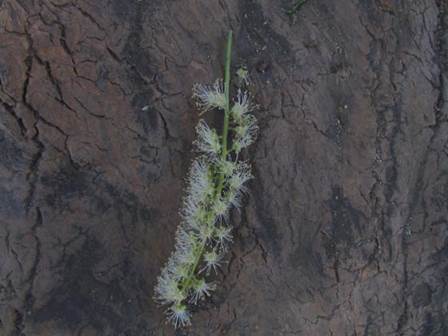 Descripci�n: D:\flores x genero\Ornamentales varias\Ornamentales\flora  ornamental\Phytolacca dioica -masc (2).JPG