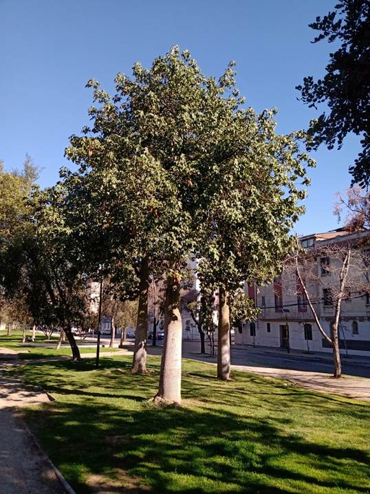 Descripci�n: D:\flores x genero\Ornamentales varias\Ornamentales\Angio Dicots\Sterculia discolor.jpg